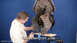 How to Taxidermy a Strutting Turkey  Turkey Taxidermy