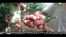 میوه گواوا میوه ای شاید به ایران هم سفر کند..