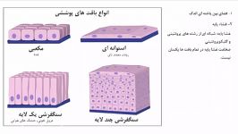 مروری بر بافت های پوششی زیست شناسی دهم
