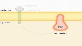 مسیرهای مهم سیگنالینگ سلولی؛ فعال شدن PKC