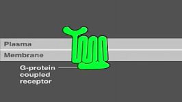 انیمیشن مسیرهای سیگنالینگ سلولی؛ مسیر GPCR