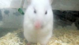 همستر HAMSTER