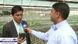 شرکت فدک گل لیان رونق صادرات ساکولنت دراستان فارس