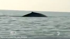 Worlds Largest Blue Whale Ever  Discovered in Sri Lanka