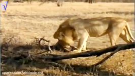 سرعت عمل شیر چیتا یوز پلنگ در شکار کشته شدن یوزپلنگ توصط شیر نر lion vs vi