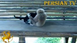 اذیت های خنده دار سگ گربه توسط میمون