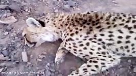افشای مرگ یوزپلنگ ماده در توران پس دو سال پنهان کاری