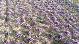 برداشت گل زعفران مزارع اختصاصی شرکت مطهر.