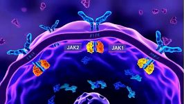 F06 JAK pathway and inhibition