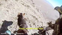 ‎‎❗️شکار روباه دید عقاب ❕Hunting Fox From Eagle