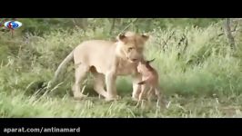 رفتار مادرانه شیر بچه گوزن تنها Maternal behavior in lion with baby deer on