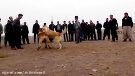جنگ خونین وحشیانه دو سگ سرابی در ایران