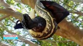 تقلای پیتون برای حمل خفاش