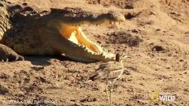 جنگ فوق العاده استثنایی سوسمار پرنده ای کوچک