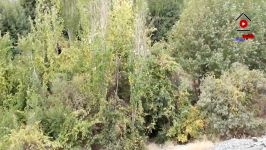 جنگل جیغ؛ رازگشایی ترسناک ترین جنگل ایران