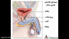 علت عدم نعوظ مشکلات جنسی در مردان جوان