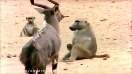 رهایی بچه میمون توسط میمون نر شجاع آرواره کروکودیل