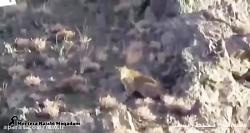 تصویر برداری پلنگ ایرانی در منطقه شکارممنوع ژرف زاو