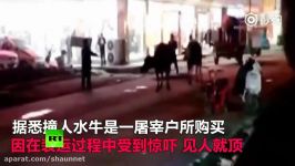 Bull in a China shop Buffalo goes wild fleeing butcher