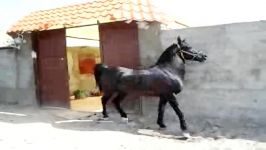 رقص اسب شمشاد فلاورجان 09137980786
