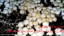 آموزش کشت قارچ دکمه ای  کمپوست تجهیزات پرورش قارچ