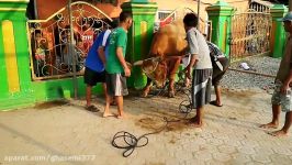 Proses pembegalan sapi berukuran 1 ton di masjid hidayatussyakirin. Cigabus serang banten