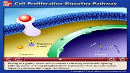 Z02 Cell Proliferation Signaling Pathway