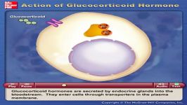 Z01 Action of Glucocorticoid Hormone