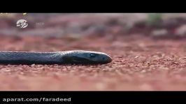 تایپان؛ سمی ترین مار خشکی بومی استرالیا