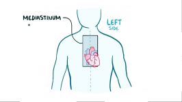 آناتومی فیزیولوژی سیستم گردش خون قلب