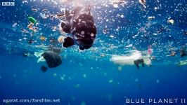 Mother pilot whale grieves her dead calf  The Blue Planet II Episode 4 preview  BBC One
