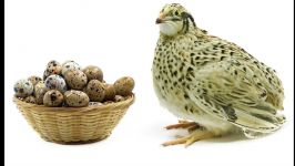 به جای تخم مرغ، تخم بلدرچین مصرف کنید