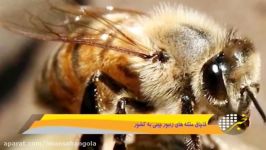 زنبورهای چینی بلای جان زنبورهای ایرانی شدند