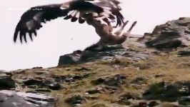ازکانال عیدالزهرا وقتی عقاب بزکوهی به اون سنگینی رو به آسمون میبره پرت میکنه