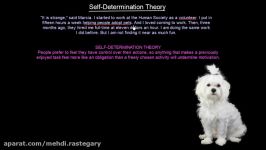 Self Determination Theory  Organisational Behavior  MeanThat