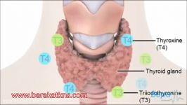 چگونه غده تیروئید ضعیف می شود