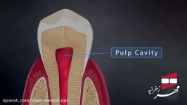 انیمیشن آناتومی دندان  کلینیک دندانپزشکی مهر زعفرانیه