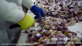 Rasti.ir فرآوری سنگدان Chicken Gizzard Processing