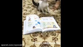 SubhanAllah ┇ Cat Will Not Walk on The Quran MIRACLE