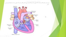 آموزش آناتومی فیزیولوژی قلب