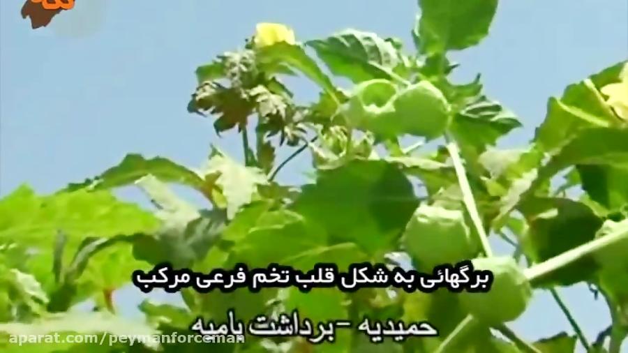 آشنایی خواص مضرات بامیه