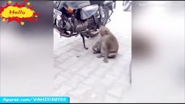 میمونی بنزین موتورسیکلت ها را میخوره