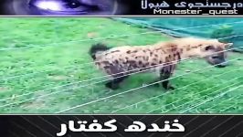 .خنده کفتار برای سال ها معمایی رمزآلود بوده است آثار کلاسیک فراوانی این خن