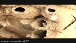 Birds Building Mud Houses