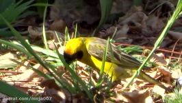 Watch a Weaver Bird build a nest in a single day