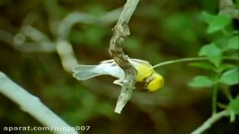 BBC Home Making Weaver Bird