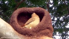 Bird Engineering Rufous Hornero bird building its nest Furnarius rufus