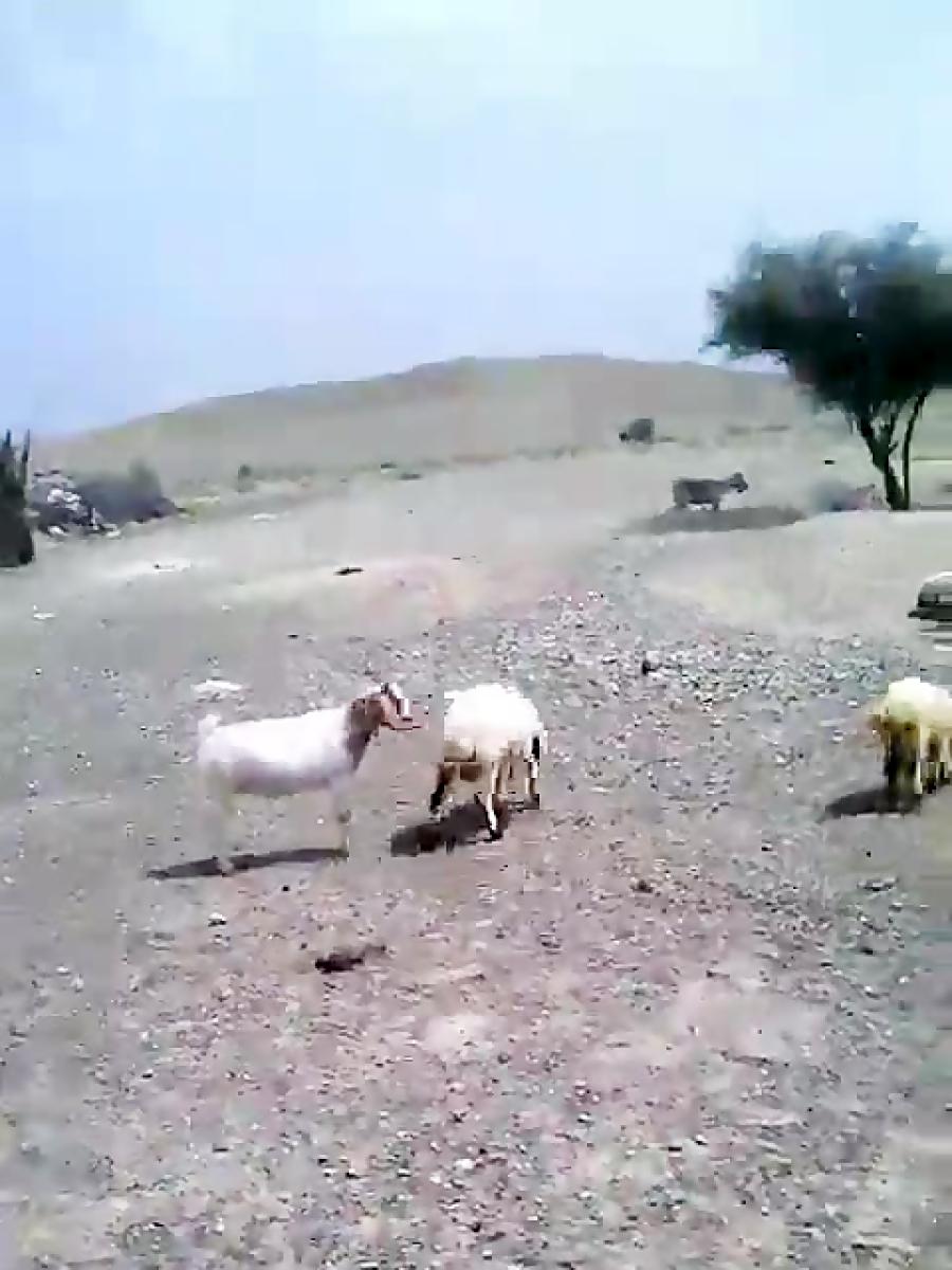 دق سیدآباد دهشیخ ارزوئیه روستای گوبین گوغر