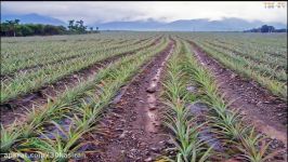 WOW Amazing Agriculture Technology  Pineapple