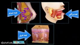 معرفی غدد درون ریز برون ریز فصل4 زیست یازدهم